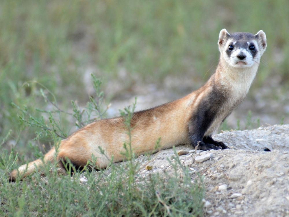 Black-footed ferrets are well-suited for their prairie environment, where their colors help them blend in with grassland soils and plants.