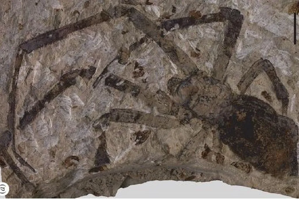 20110520083318fossil-orb-weaver.jpg