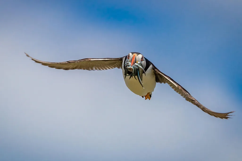 Puffin Holding Fish