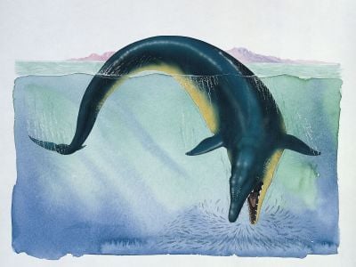 Ancient Whales Were the Biggest and Smallest of Their Kind to Ever Roam the Oceans image