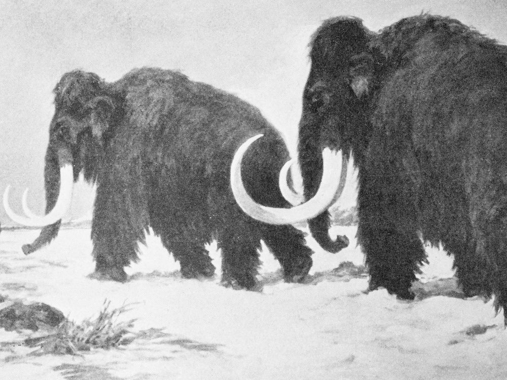 A black-and-white drawing of two woolly mammoths walking through snow