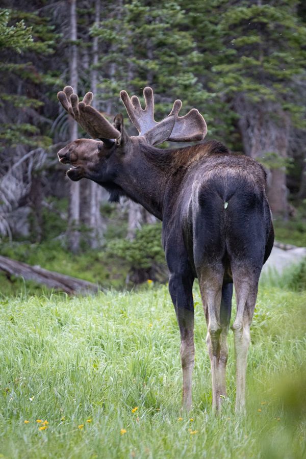 Braying Bull thumbnail