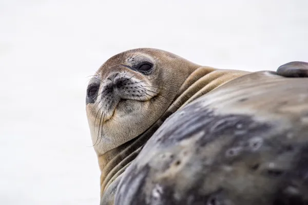A Weddell Seal smiles for the camera thumbnail