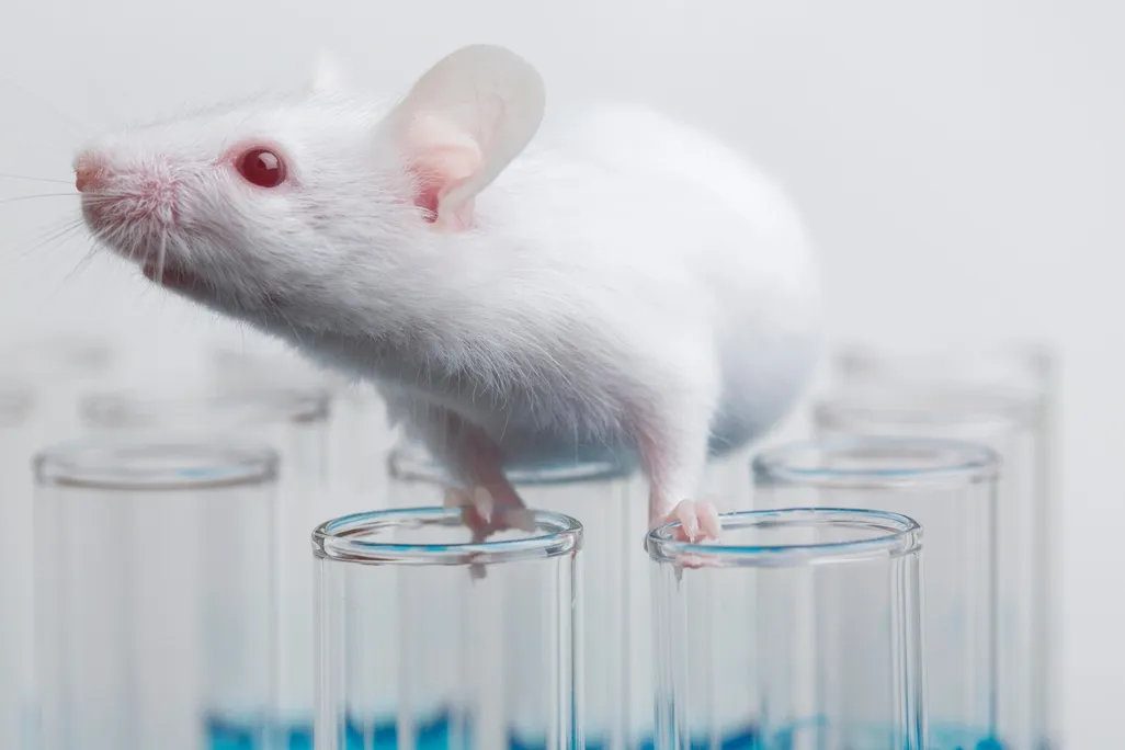 Lab Mouse