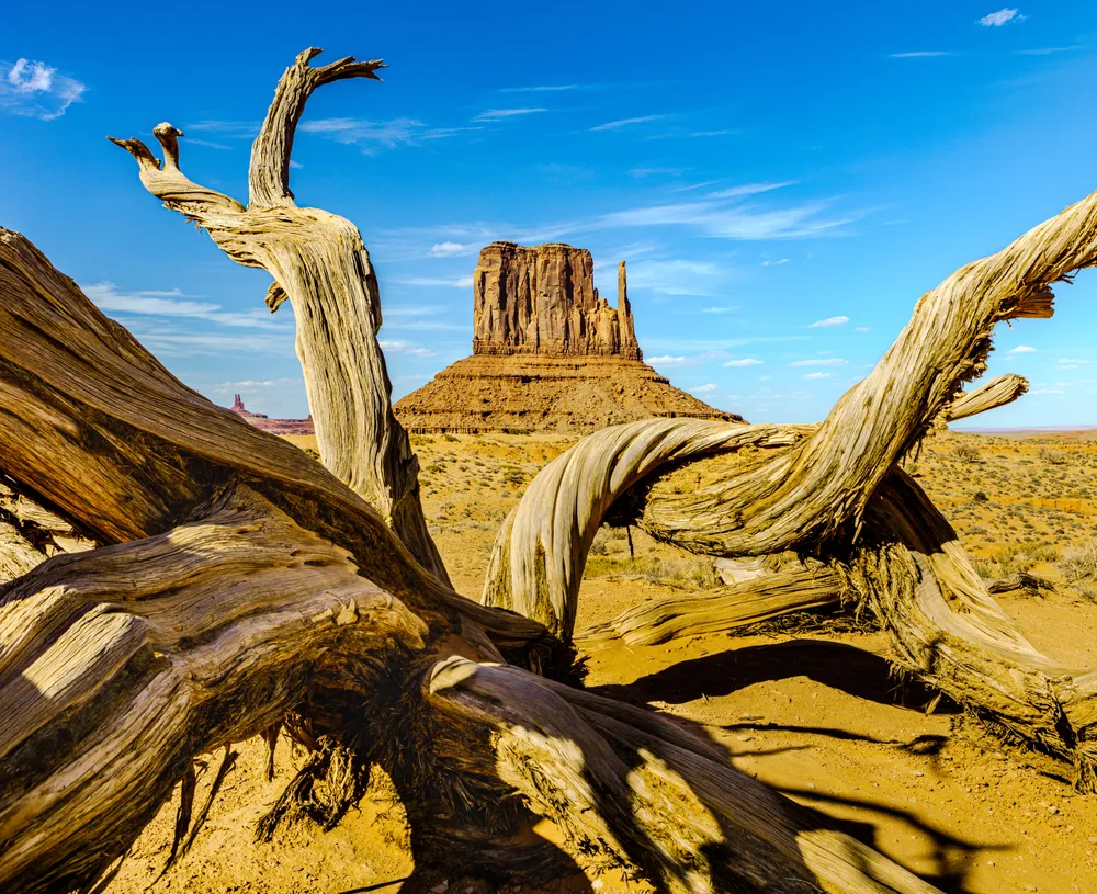 A tree in the Monument Valley desert that is framing a butte. This was on a Navajo reservation and has an old West feel. It reminds me of an old John Wayne Western. Pure Americana.