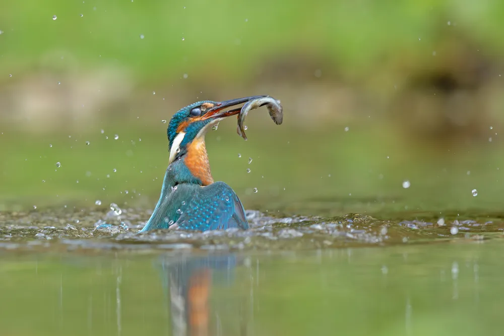 This photograph captures the split-second drama of an Eurasian Kingfisher in mid-hunt, just as it bursts out from the water with a fish held firmly in its beak.