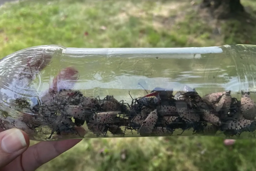 Dozens of spotted lanternflies captured in a plastic water bottle