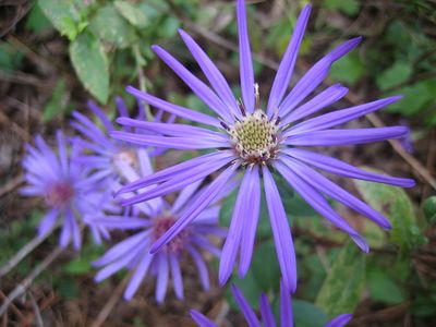 The Georgia aster is one of many threatened plant species