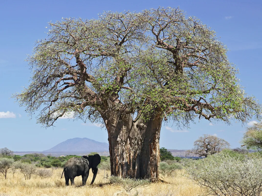 Elephant Beneath Baobab