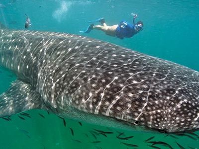 Whale shark