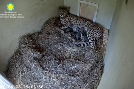 Echo, a five-year-old cheetah and first-time mother, gave birth to four cubs on April 8.