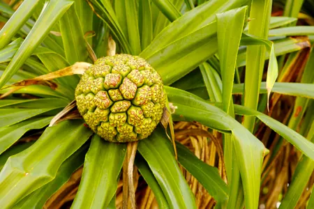 The female pandanus plant of the Asia Pacific region produces a vitamin- and potassium-rich pineapple-like fruit.