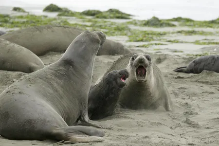 It's their beach now.