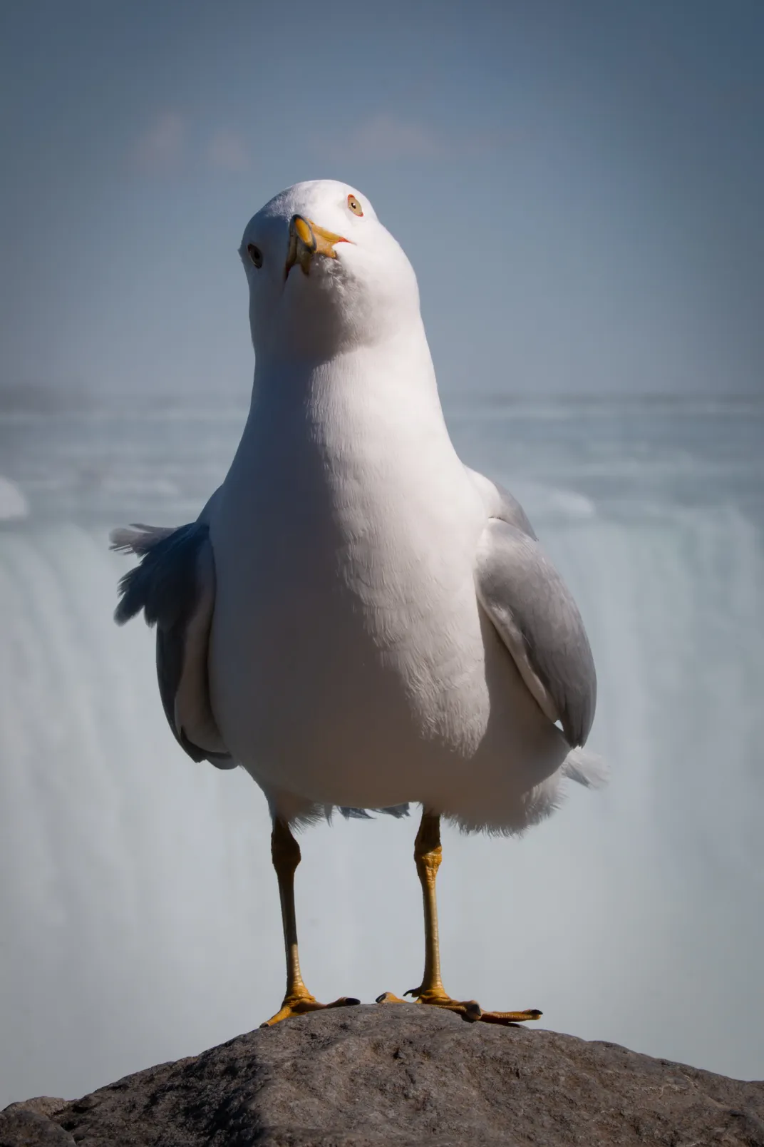 Bird at Niagara Falls Smithsonian Photo Contest Smithsonian Magazine