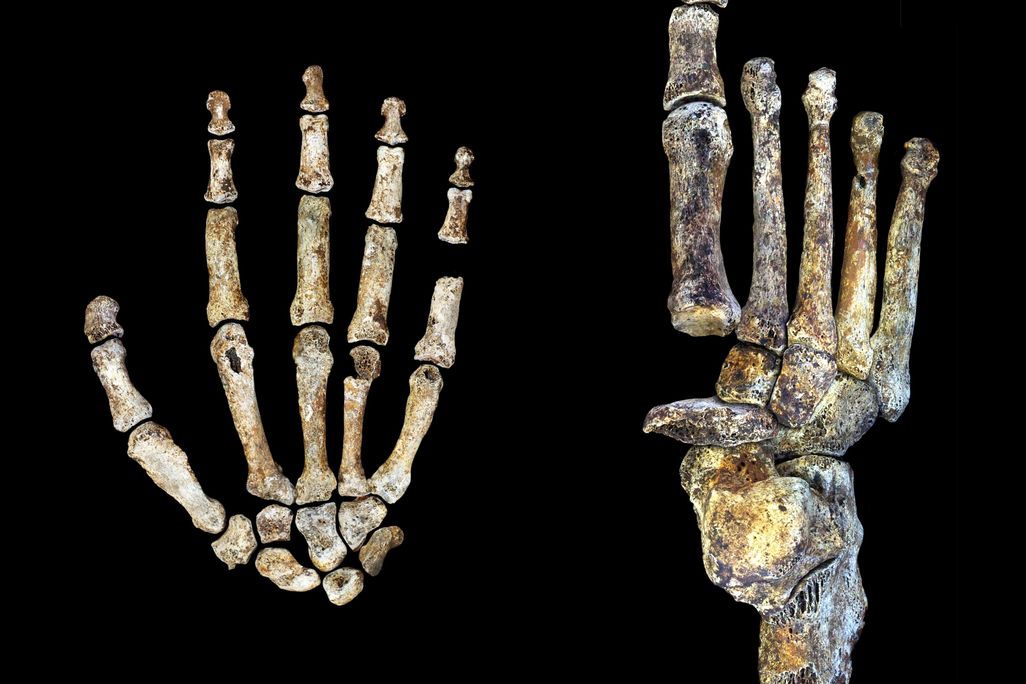 Homo naledi hand foot