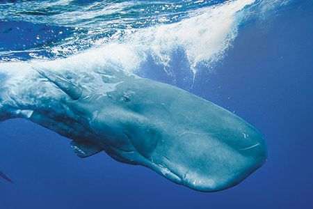 Whalers pursued sperm whales for the rich oil in their oversized heads. Now biologists are on the tail of these deep-diving, long-lived, sociable and mysterious sea creatures.