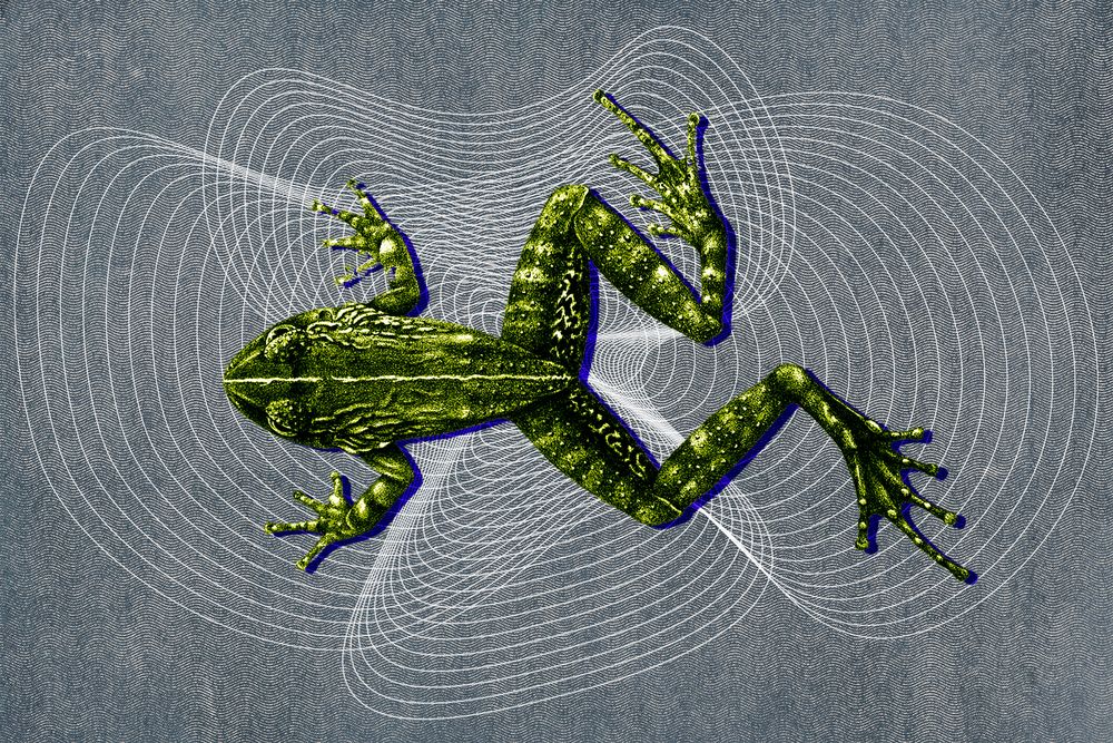 frog songs