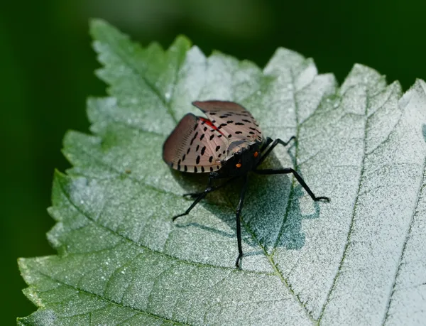 Spotted lantern fly thumbnail