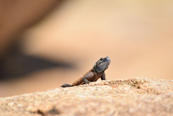 Rainbow Lizard thumbnail