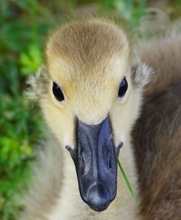 Gosling Innocent Gaze thumbnail