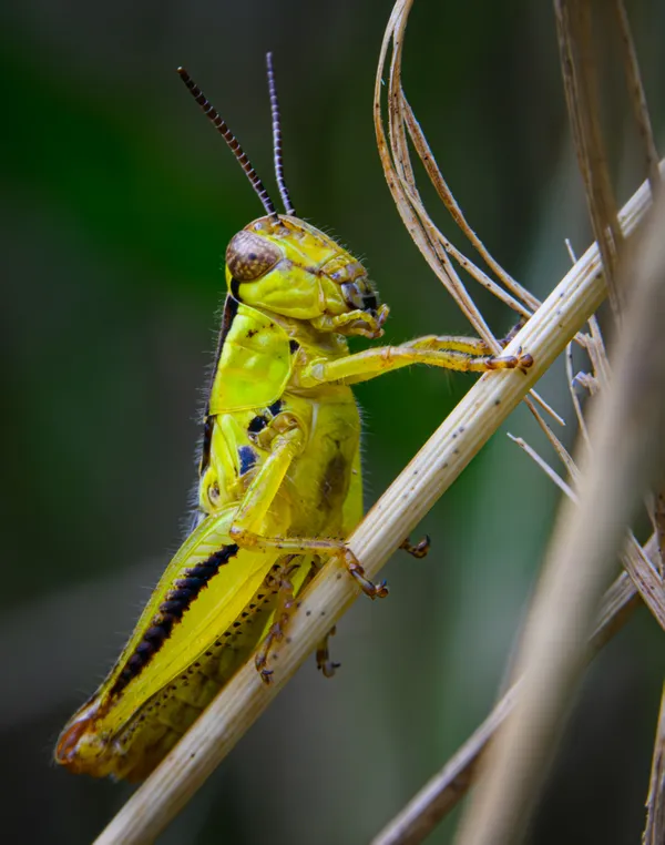 Hopping Around NY thumbnail