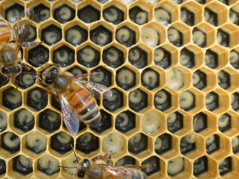 Inside A Beehive Smithsonian Photo Contest Smithsonian Magazine