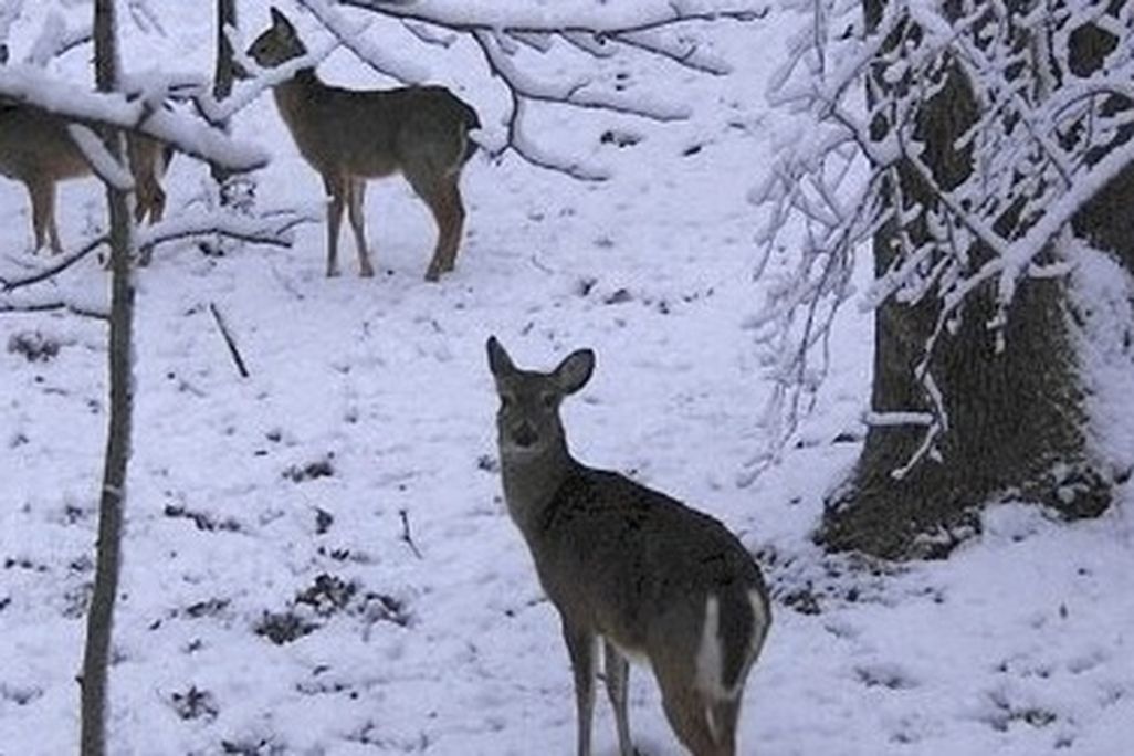 White-tailed deer making do in a harsh winter wonderland.