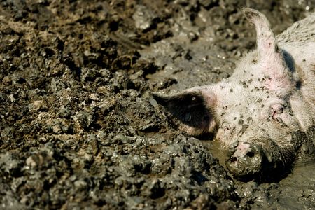 A pig appears to enjoy a refreshing bath.