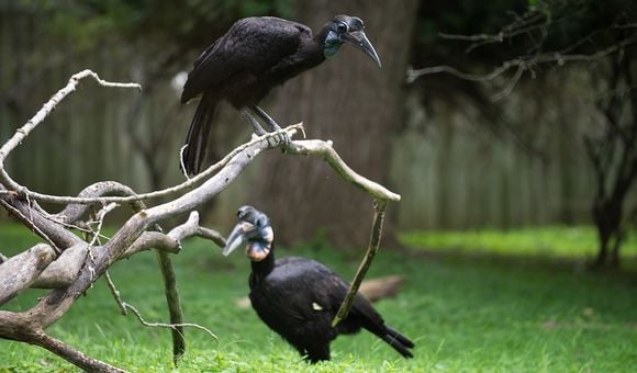 It's easy to spot the difference between Karl and Karoline (even without Karl’s beak). Karoline is smaller and has a blue and black throat sack. Like other male Abyssinian ground hornbills, Karl has a red and blue throat sack.