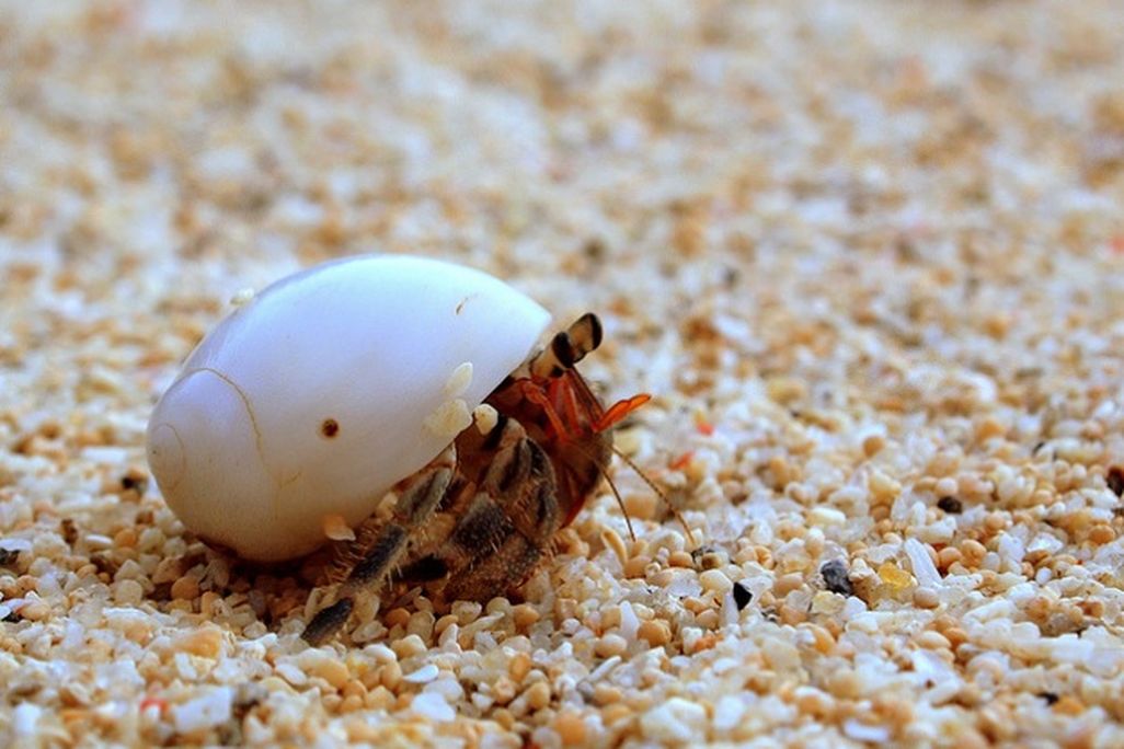 20131120024025crab.jpg
