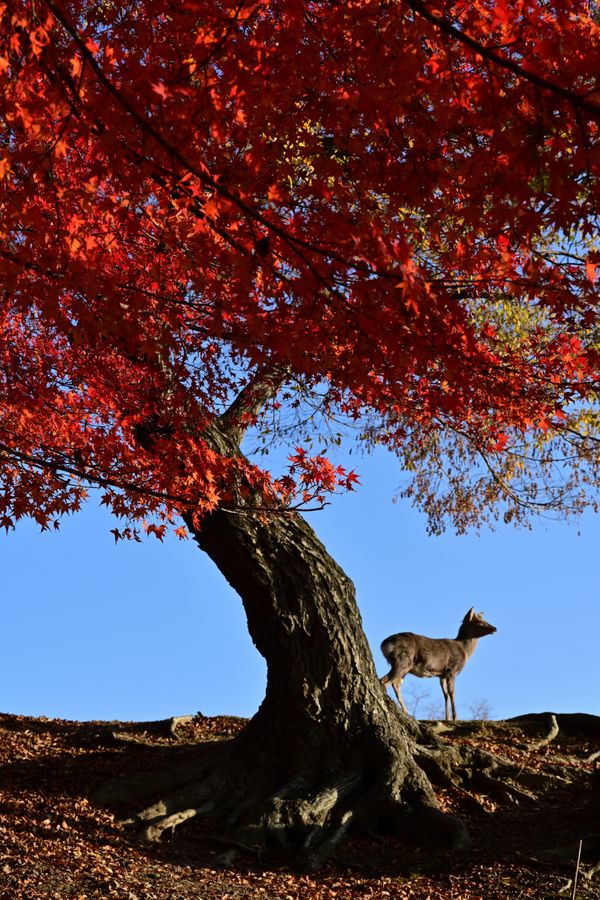 Deer of NARA thumbnail