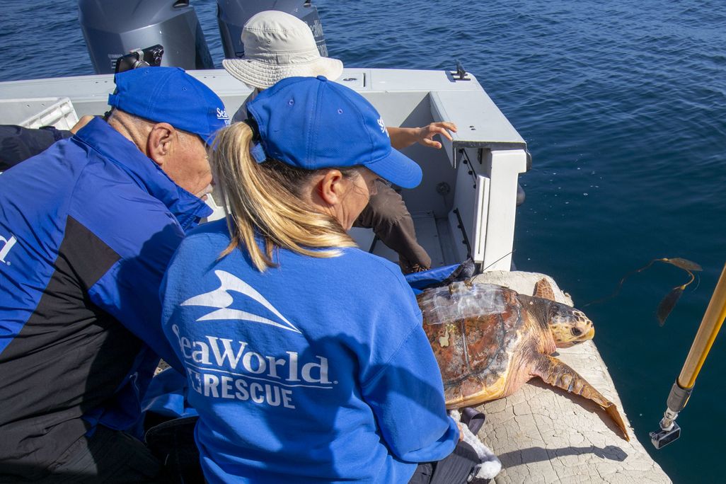 Large sea turtle on the edge of a boat with two people wearing blue SeaWorld uniforms