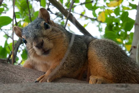 The North American fox squirrel is one of eight species deemed very high-risk threats