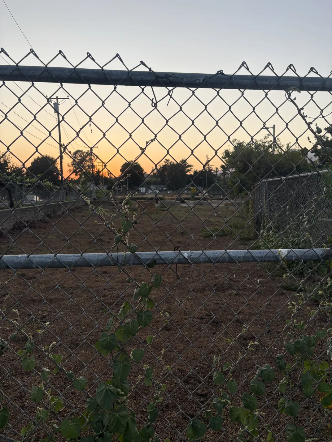 a sunset behind a chain-link fence with a plant growing on it
