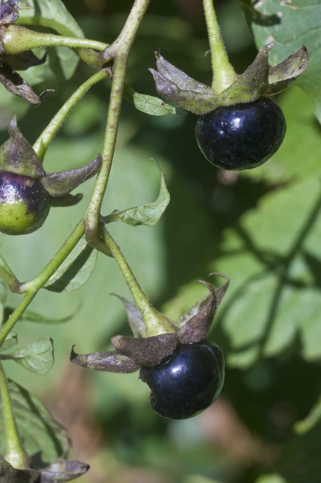 The fruit of the poisonous Atropa belladonna plant