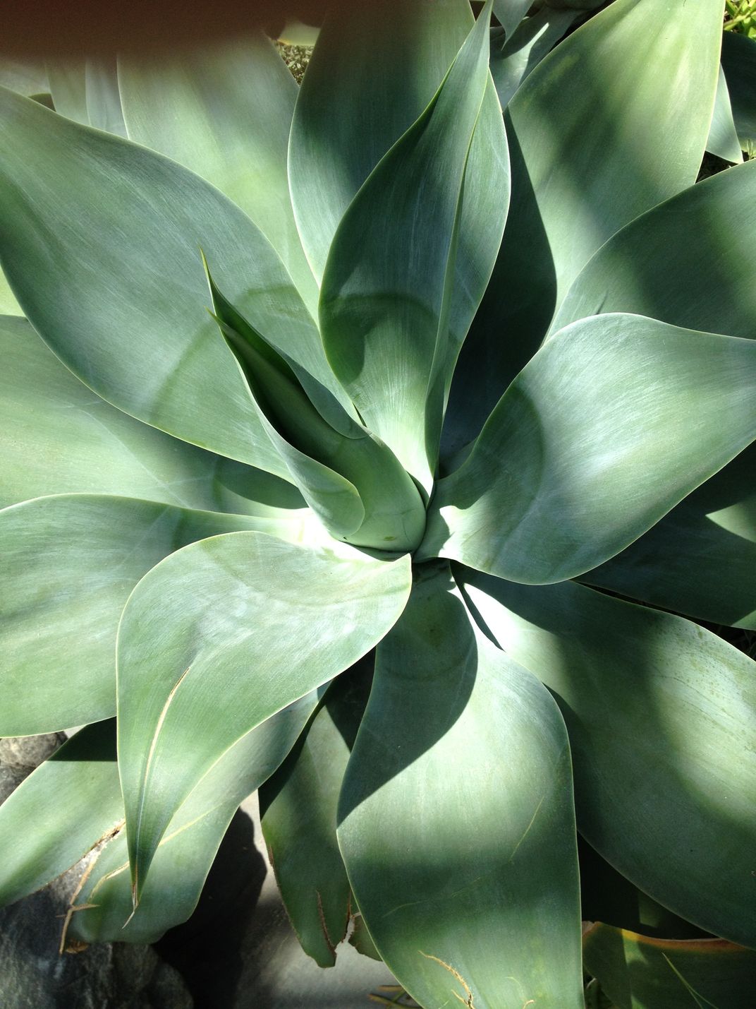 Green buds | Smithsonian Photo Contest | Smithsonian Magazine