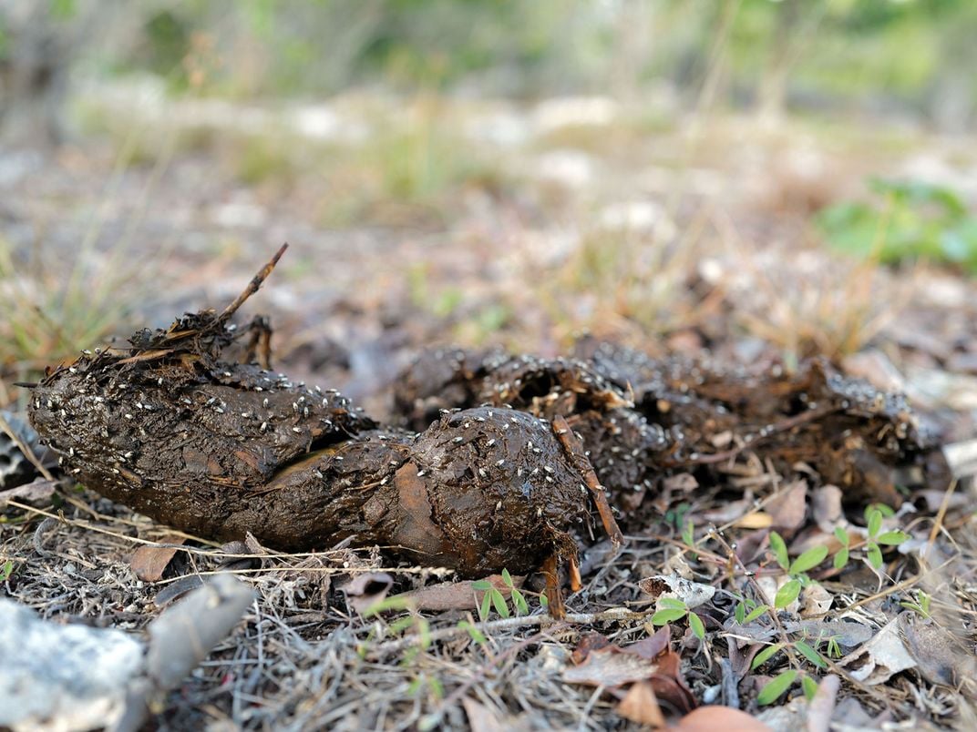 Tortoise Dung