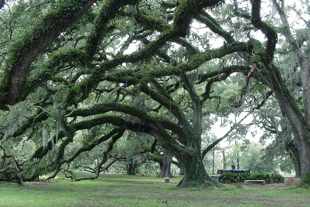 Dueling Oaks
