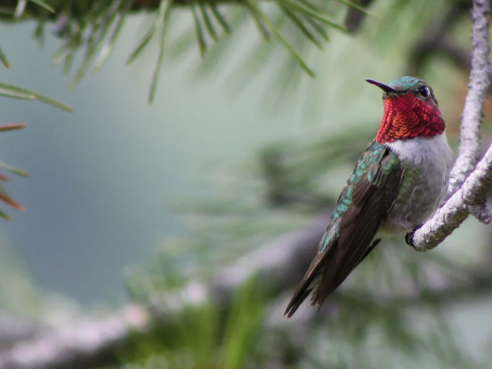 The broad-tailed hummingbird uses its fiery throat feathers, called a gorget, to attract a mate. (Kati Fleming, CC BY-SA 3.0)