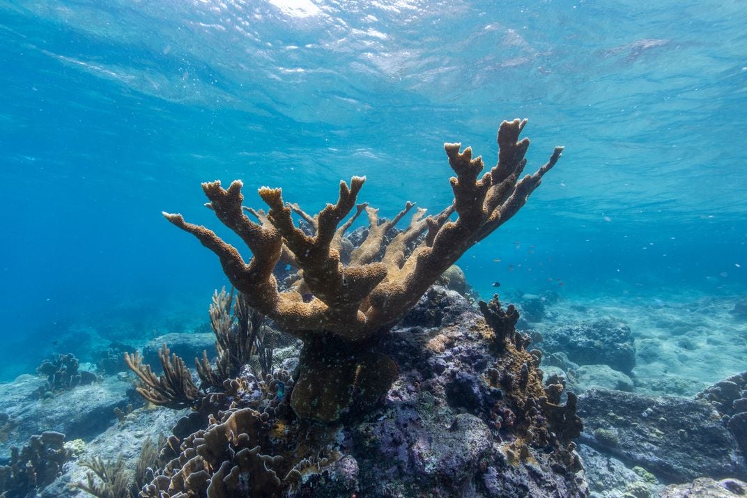 coral branches like antlers at the top of a small mound under the water