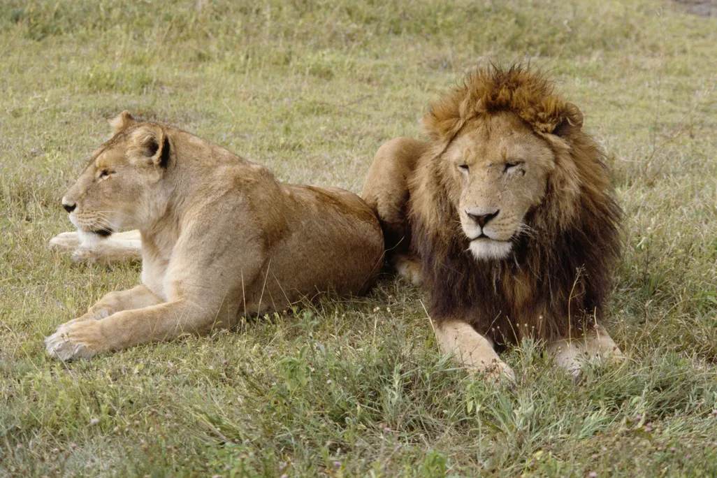 a female and male lion