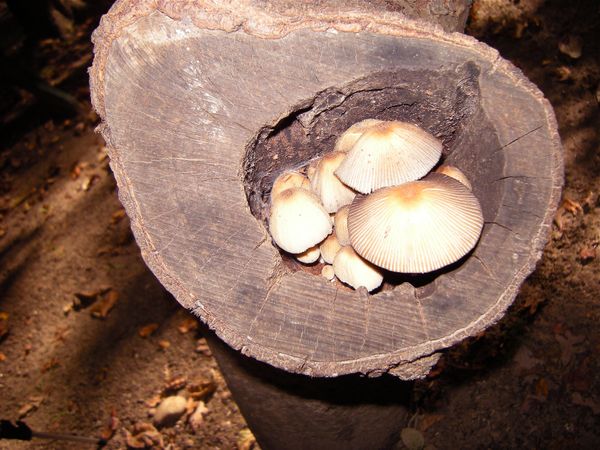 Den of Mushrooms thumbnail