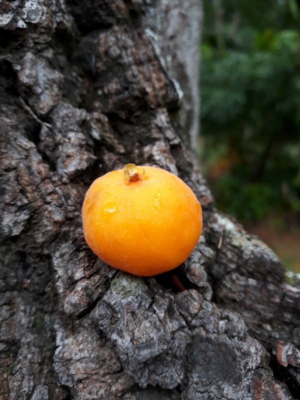 Persimmon on the tree trunk thumbnail