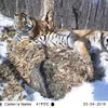 Two Orphaned Siberian Tigers Reunite as Mates After a 120-Mile Trek Through Russian Wilderness icon