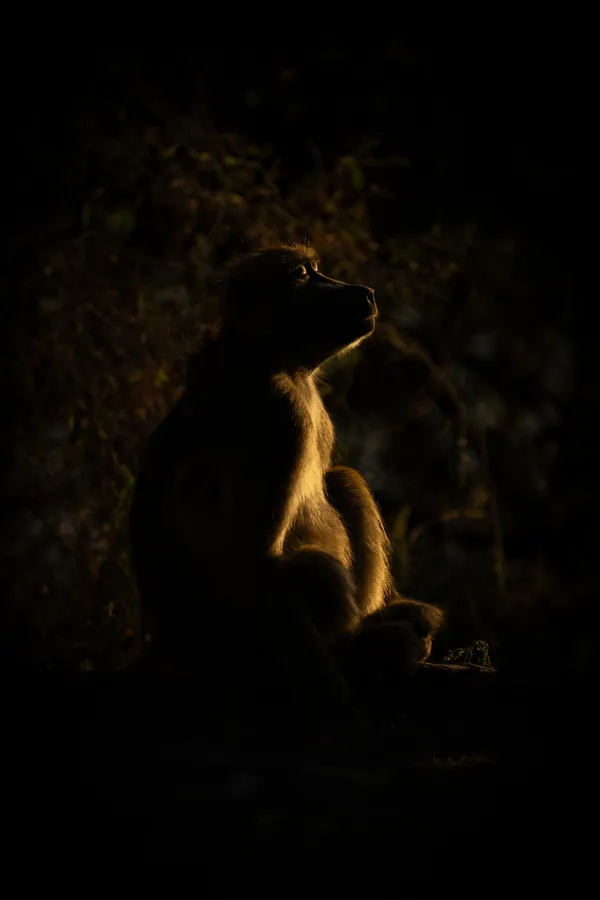 Basking Baboon thumbnail