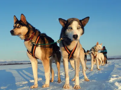 Dog sled racing is a classic bit of fun in Alaska. But as that state warms, organizers are having to move or cancel races.