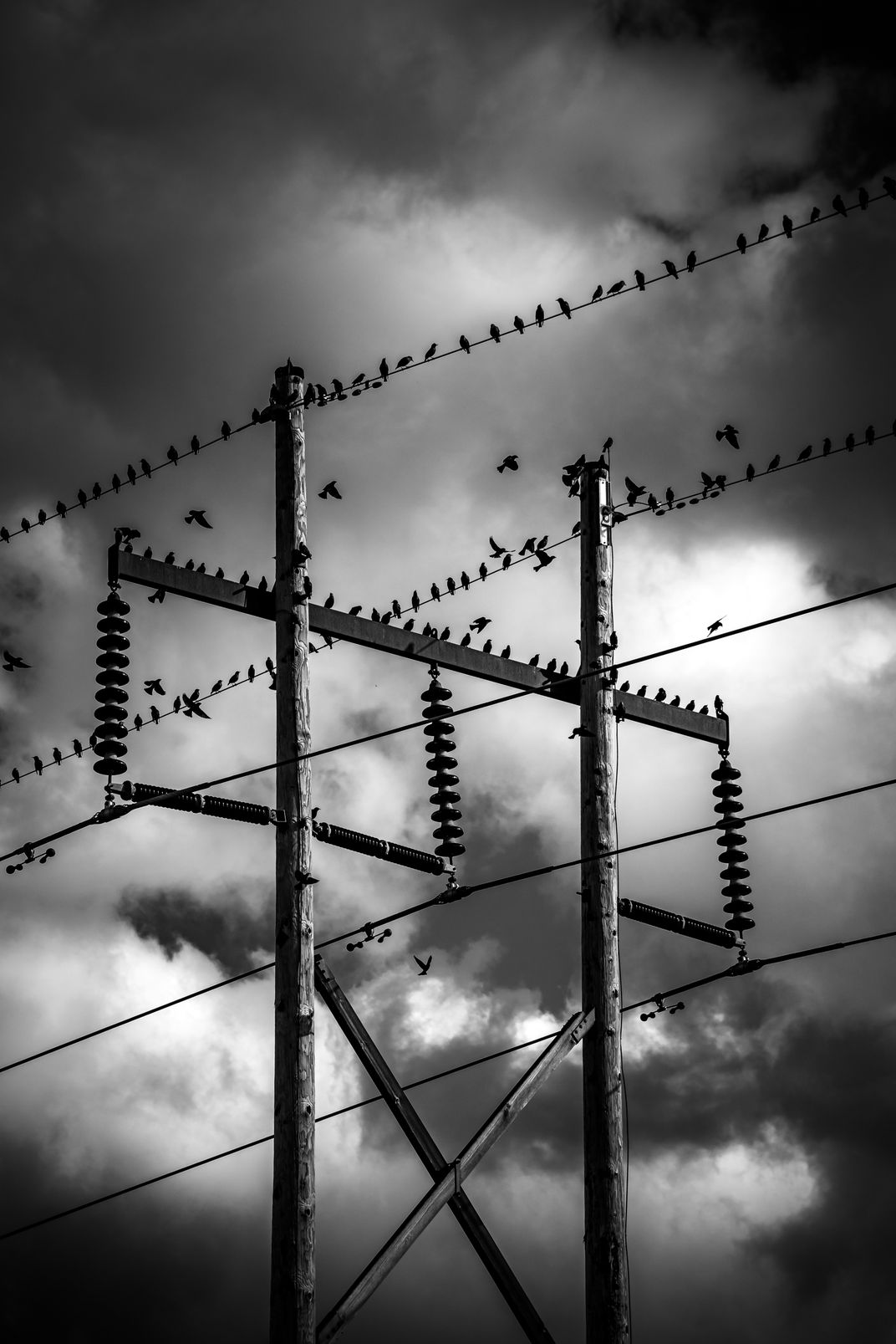 Plague Of Grackles On Transmission Lines | Smithsonian Photo Contest ...