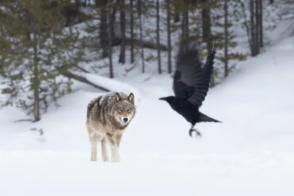 Friend on Wings thumbnail