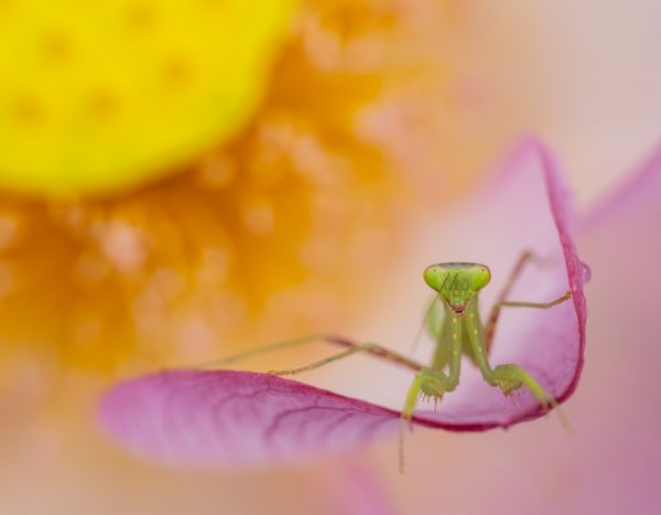 A Happy Mantis thumbnail