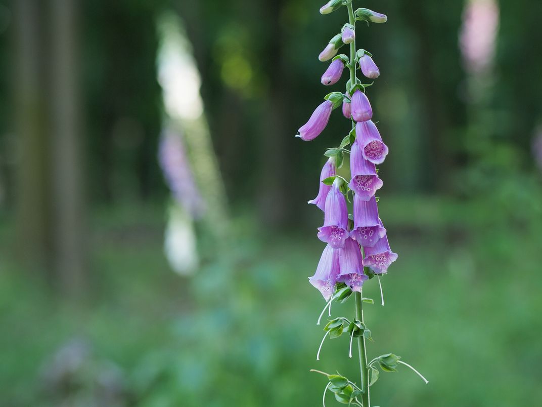 digitalis purpurea